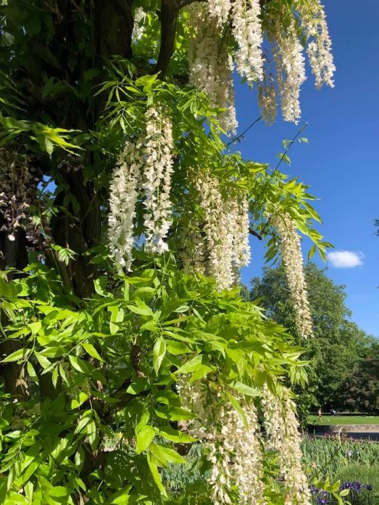 Beautiful Parks to Visit In Zurich - Belvoir Park