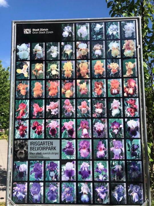 The Iris and Lily Garden Belvoir park Zurich 