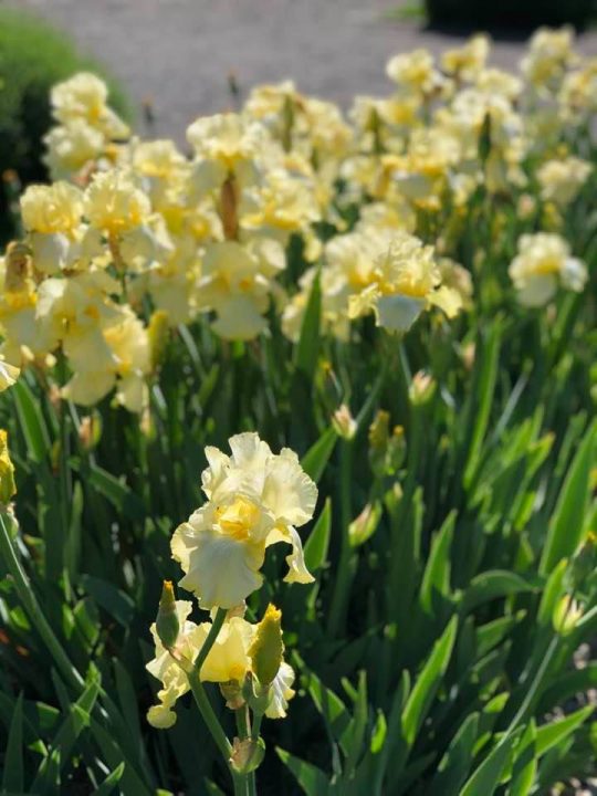 The Iris and Lily Garden Belvoir park Zurich 