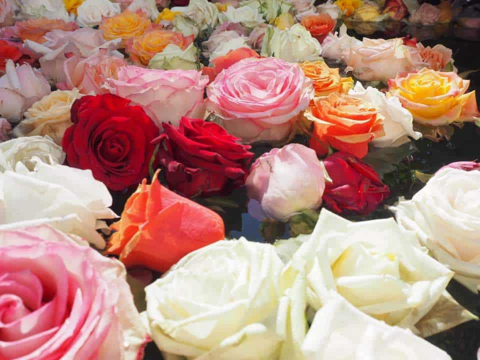 Flowers in Zurich