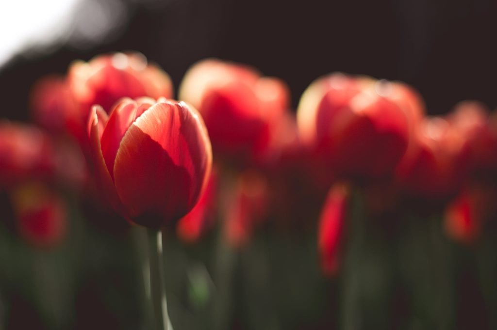The Annual Tulip Festival in Morges Switzerland (Free)