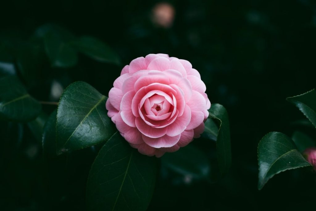 Camelia festival Locarno