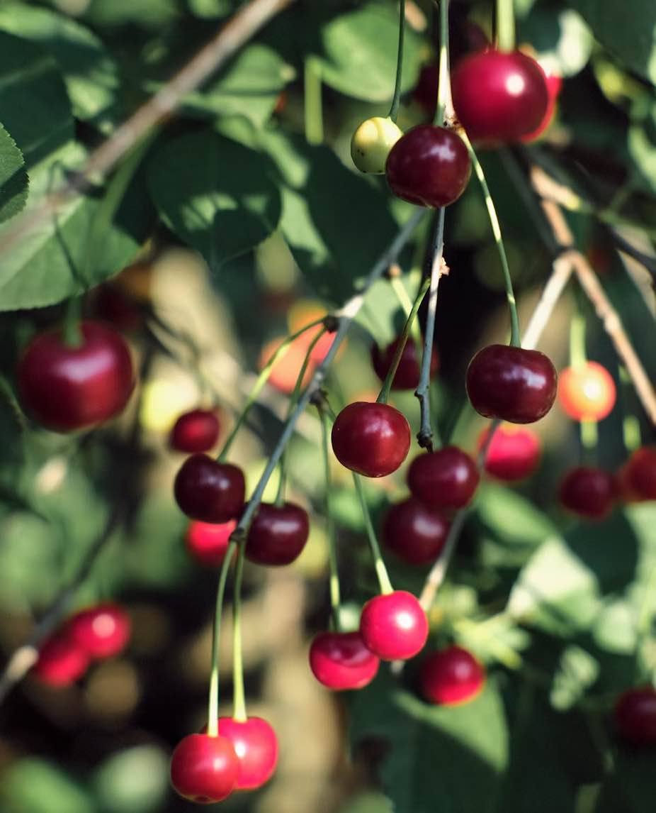 The Zug Cherry Race and Cherry Market 
