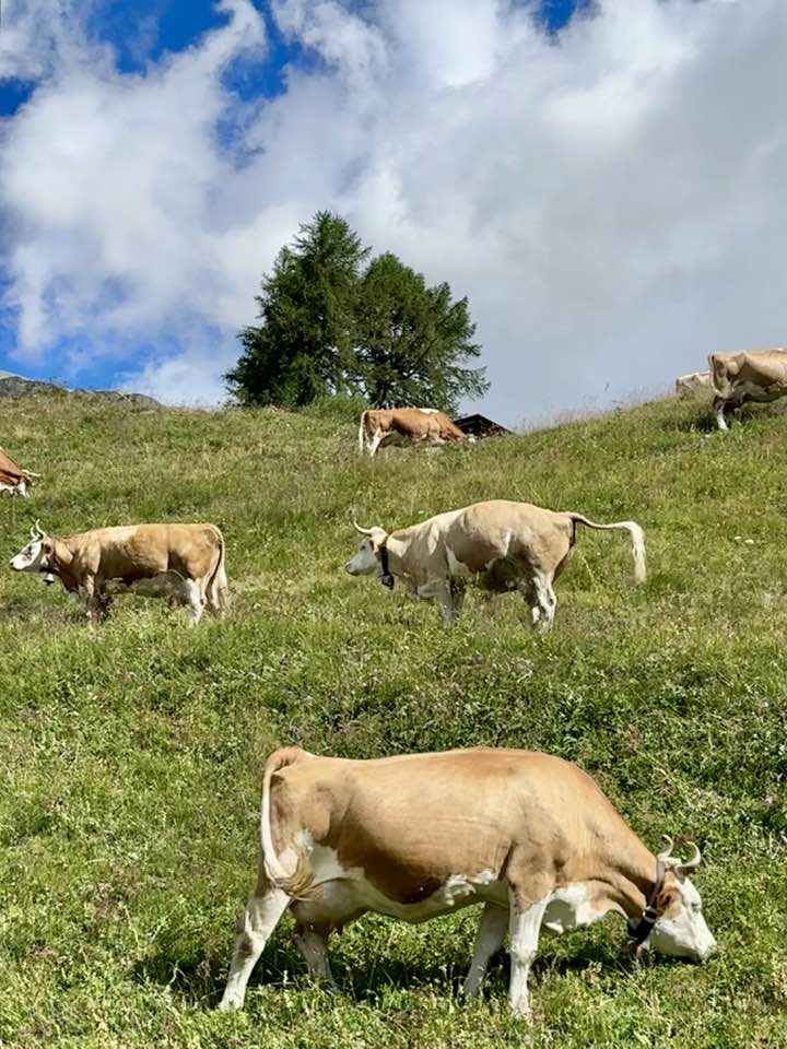 cows Lötschental Valley near Blatten