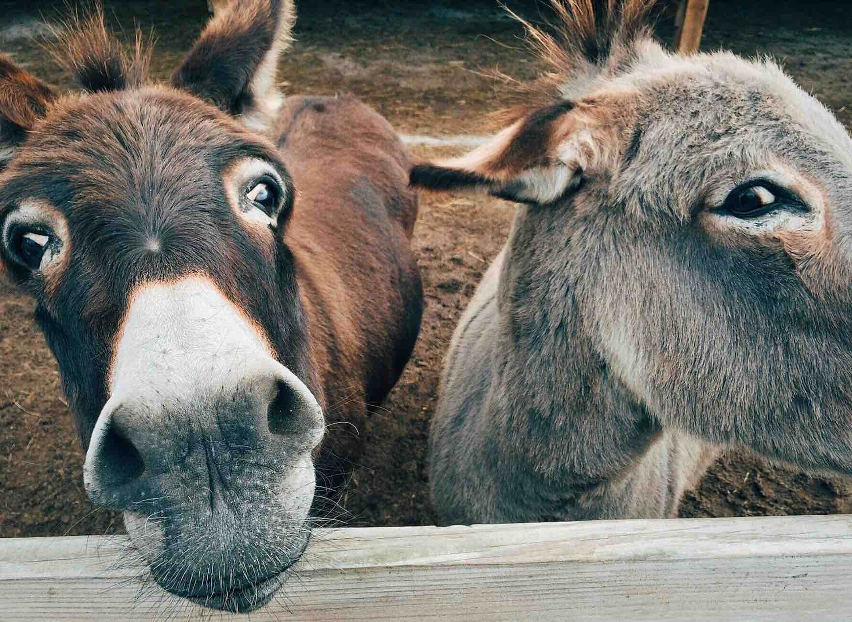 DONKEYS - OLMA AGRICULTURAL SHOW 
