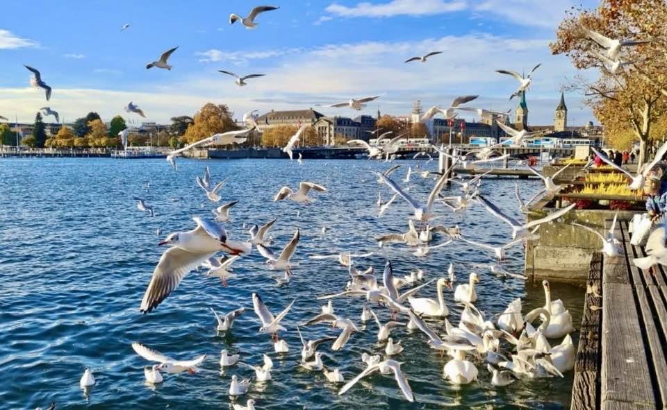 What's On in Zurich Early February 2026