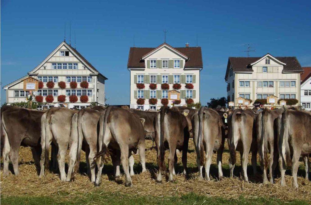 Appenzell houses and cows 