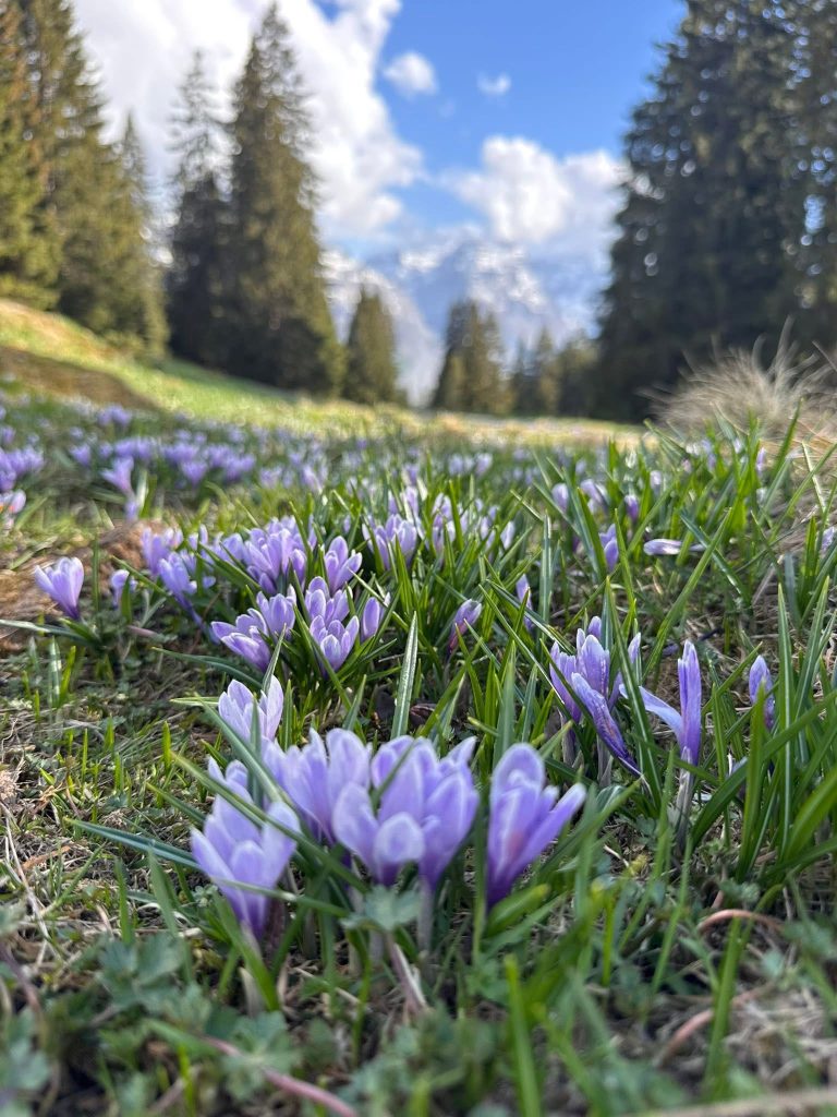 Braunwald Crocus Hike Top Spring Flower Hike in Switzerland