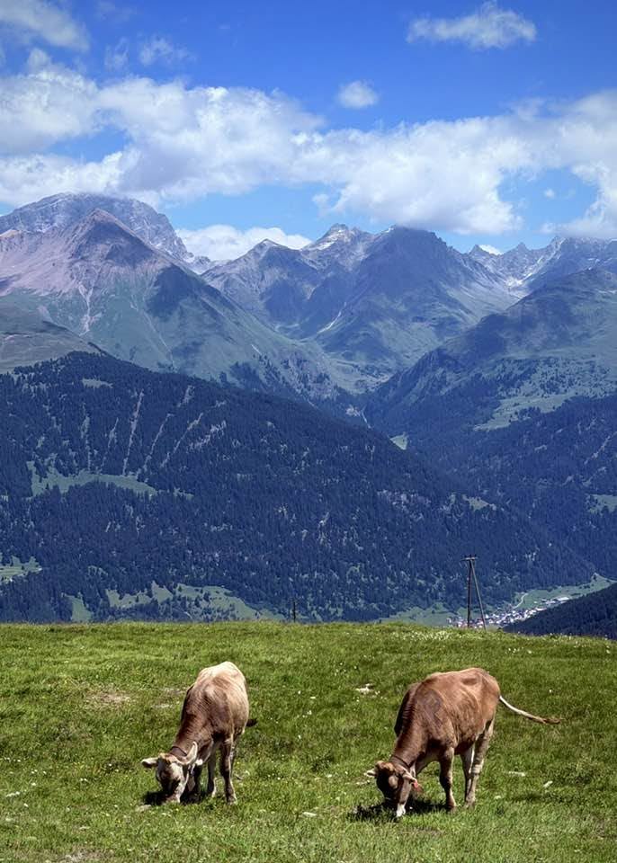 Cows in Savognin Switzerland near AVES hotel 