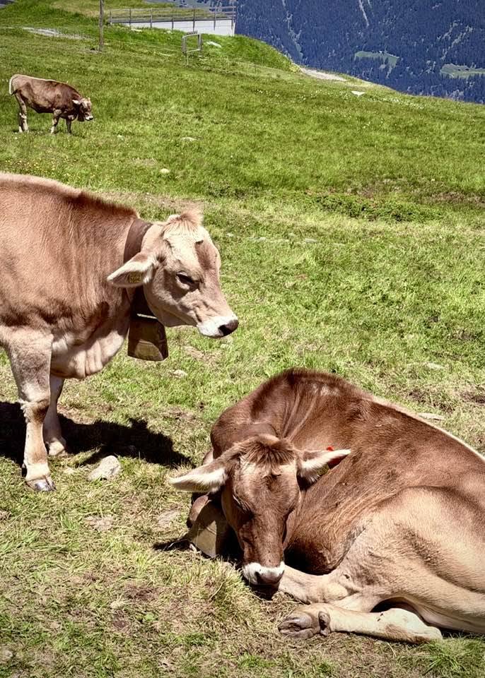 Swiss cows Savognin Switzerland 